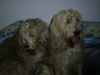 Otterhund Foto: Geteiltes Leid ist halbes Leid (Silvester 2003) (ID 8268) Otterhund Hund
