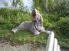 Otterhund Hund