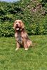 Otterhund Foto: Tyson (ID 39398) Otterhund Hund