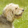 Otterhund, Otterhound