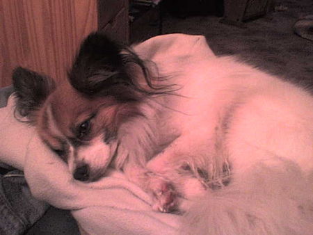 Papillon Hunde Foto 43808 in höherer Auflösung ansehen Papillon Gill von den Götzer Bergen