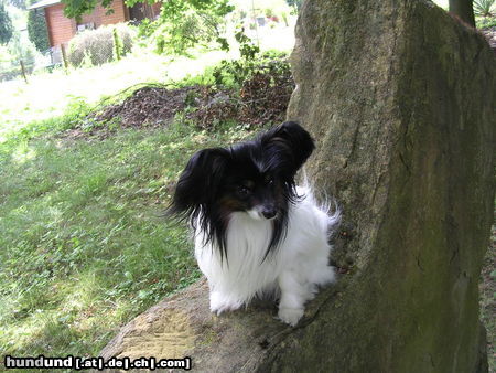 Papillon Mein Schatz,der Charly