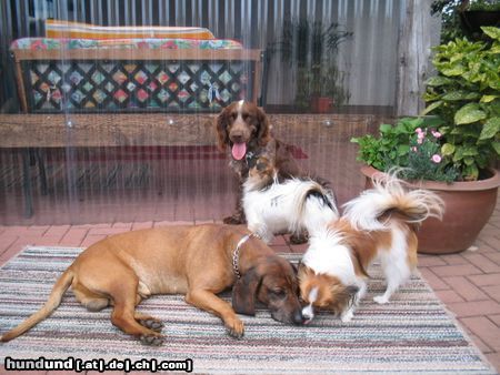Papillon Hunde Foto 22080 in höherer Auflösung ansehen Papillon Unser Rudel-Schweißhund Wachtel Schmetterlinge