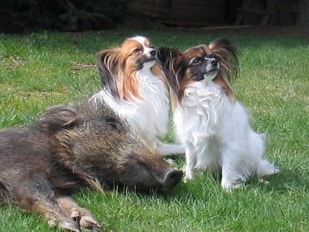 Papillon Wir sind auch klasse Jagdhunde
