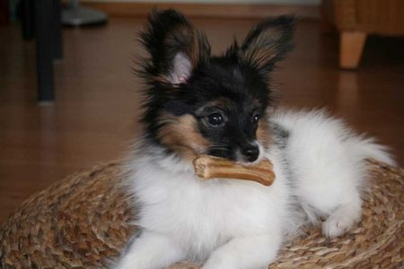 Papillon Hunde Foto 29734 in höherer Auflösung ansehen Papillon Beauty Fly Black Diamond
