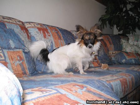 Papillon Hunde Foto 15501 Papillon Peggy vom Hexenwäldchen