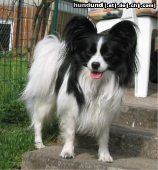 Papillon Hunde Foto 9025 Papillon Kleiner Freund Under-Cover Boy