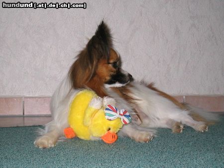 Papillon Hunde Foto 15228 Papillon Gizmo vom Hexenwalde