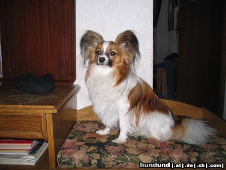 Papillon Hunde Foto 15481 Papillon Gizmo vom Hexenwäldchen