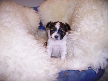 Papillon Alyha  mit 4 Woch.