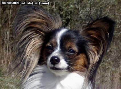 Papillon Hunde Foto 20099 in höherer Auflösung ansehen Papillon vom Salamandertal