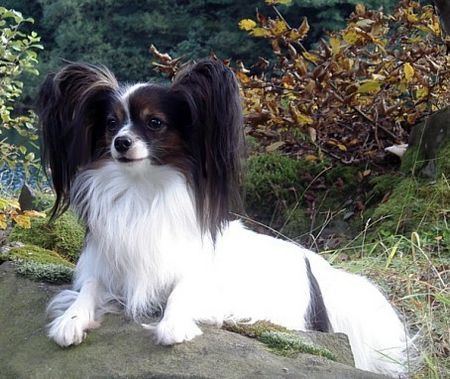 Papillon Amy 4 Jahre