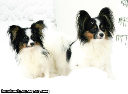 Papillon Hunde Foto 17171 Papillon Sweet Little Butterfly