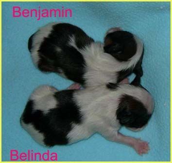 Papillon Hunde Foto 26938 Papillon SWEET LITTLE BUTTERFLY'S