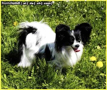 Papillon Hunde Foto 21148 Papillon SWEET LITTLE BUTTERFLY