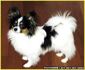 Papillon Hunde Foto 17418 Papillon Sweet Little Butterfly