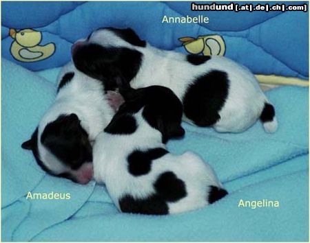 Papillon Hunde Foto 21676 Papillon SWEET LITTLE BUTTERFLY