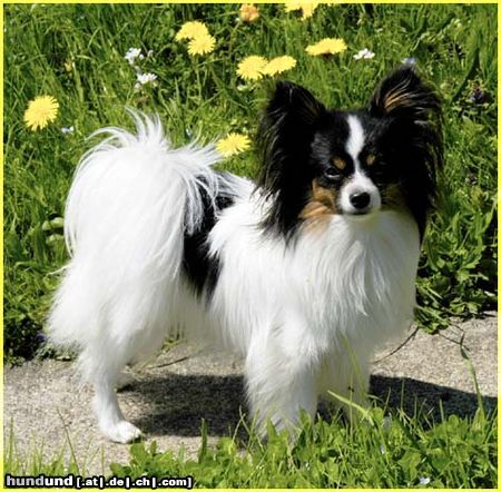 Papillon Hunde Foto 21146 Papillon SWEET LITTLE BUTTERFLY