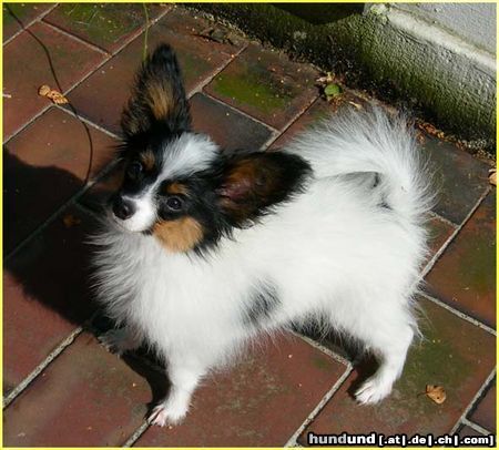 Papillon Hunde Foto 25501 Papillon SWEET LITTLE BUTTERFLY