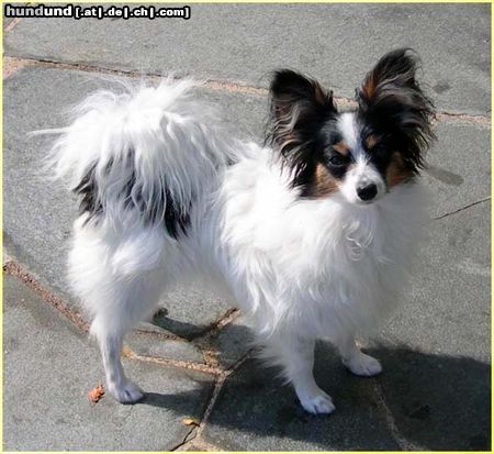 Papillon Hunde Foto 25502 Papillon SWEET LITTLE BUTTERFLY