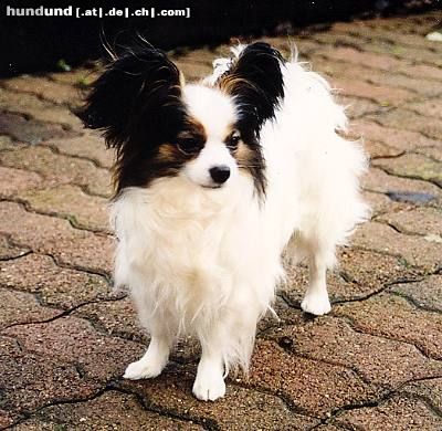 Papillon Hunde Foto 25549 in höherer Auflösung ansehen Papillon Ch Beauty Fly Bacara Shalimar