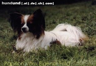 Papillon Hunde Foto 5243 Papillon Umberto von Martinsdank