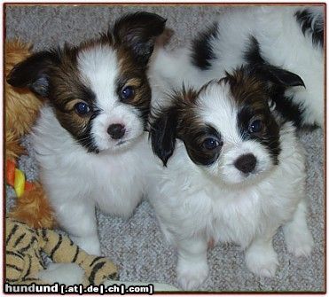 Papillon Hunde Foto 25550 Papillon Beauty Fly Puppie's *Harry* and *Fly*