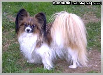 Papillon Hunde Foto 3751 Papillon Bella