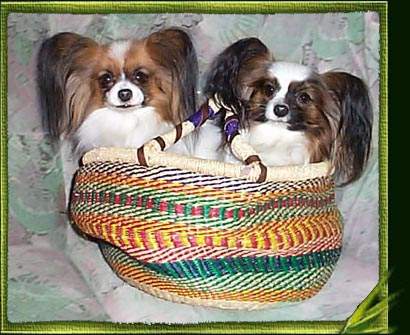 Papillon Hunde Foto 960 Papillon Wir passen in jeden Korb