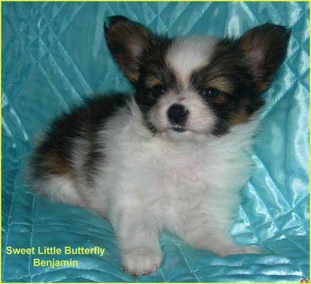 Papillon Hunde Foto 28060 Papillon Sweet Little Butterfly