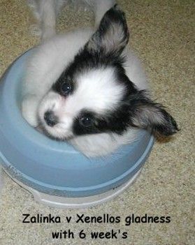 Papillon Hunde Foto 29737 Papillon Zalinka Xenellos gladness