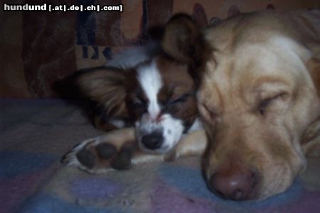 Papillon Hunde Foto 19926 Papillon pünktchen und jiny