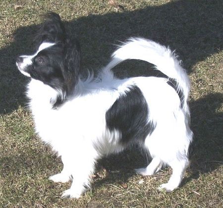 Papillon Hunde Foto 29733 Papillon Beauty Fly I AM SAMANTA