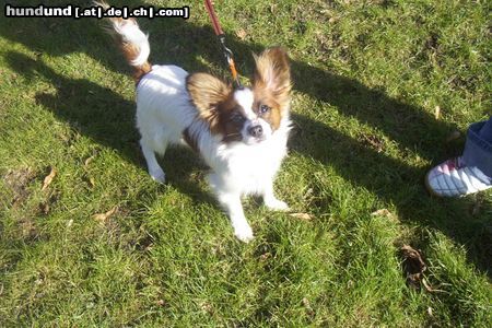 Papillon Hunde Foto 19880 Papillon ich heiße pünktchen