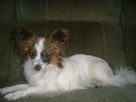 Papillon Hunde Foto 27541 Papillon Das ist mein kleiner Junior