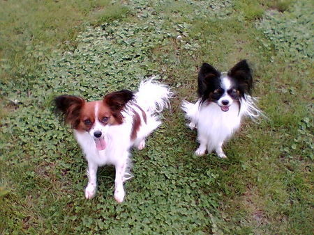 Papillon Unsere Stars El Crando und Barinja