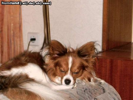 Papillon Hunde Foto 18648 Papillon Prinz