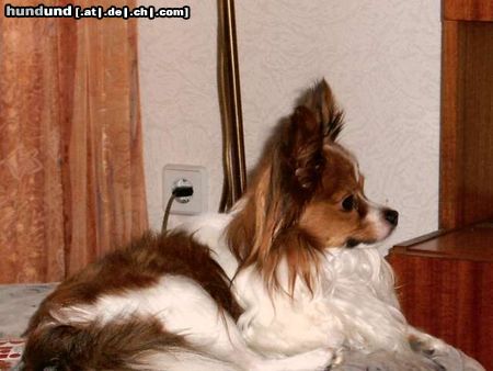 Papillon Prinz