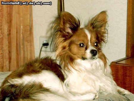 Papillon Hunde Foto 18580 Papillon unser Prinz