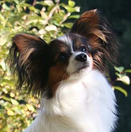 Papillon Billy 7,5 Monate