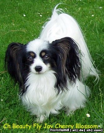 Papillon Hunde Foto 25548 in höherer Auflösung ansehen Papillon Ch Beauty Fly Jay Cherry Blossom