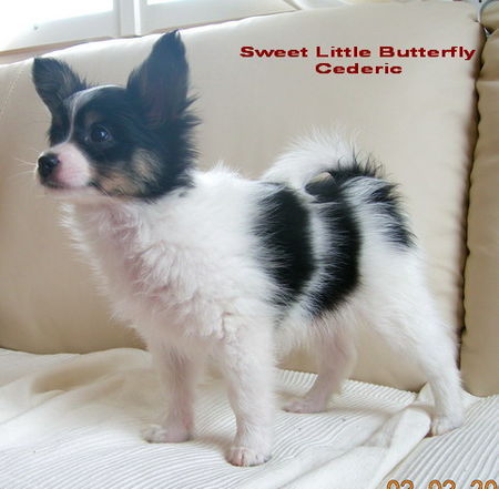 Papillon Hunde Foto 29801 Papillon Sweet Little Butterfly Cederic