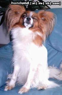 Papillon Hunde Foto 8649 Papillon En Oge kann ick ja riskieren