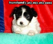 Papillon Hunde Foto 9713 Papillon Welpe Daffy, 4 Wochen alt, wird ein schöner Schmetterling