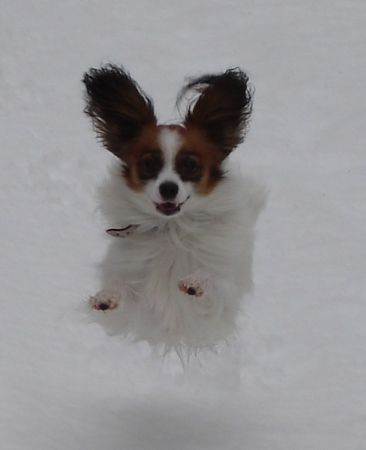 Papillon Hunde Foto 29735 in höherer Auflösung ansehen Papillon Beauty Fly Magic