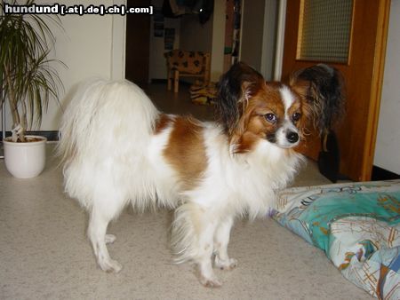 Papillon Hunde Foto 21056 in höherer Auflösung ansehen Papillon Silky stöhnt: wie lange dauert das noch? Wirf mir doch lieber meinen Ball....!!!!
