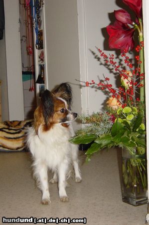 Papillon Silky: danke für die Blumen!!