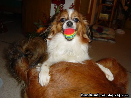 Papillon Hunde Foto 20969 in höherer Auflösung ansehen Papillon mein süsser Silky spielt am liebsten mit seinen Bällen und anderem