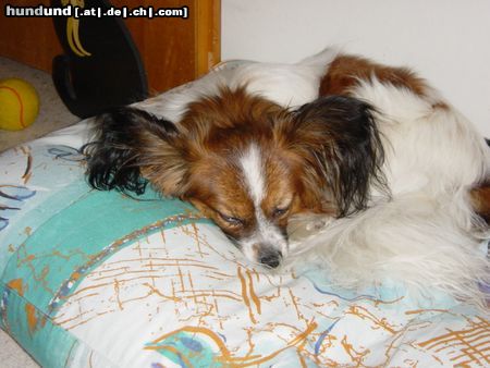 Papillon Silky unser Papillon