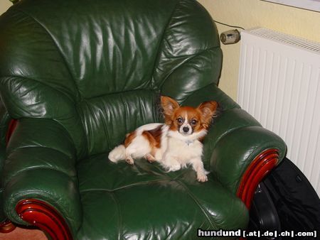 Papillon das ist unsere Gilfi, ist sie nicht süß